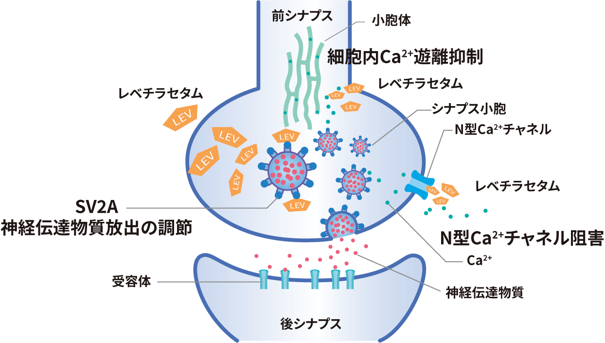 シナプス小胞膜蛋白に対する作用、炭酸脱水酵素阻害