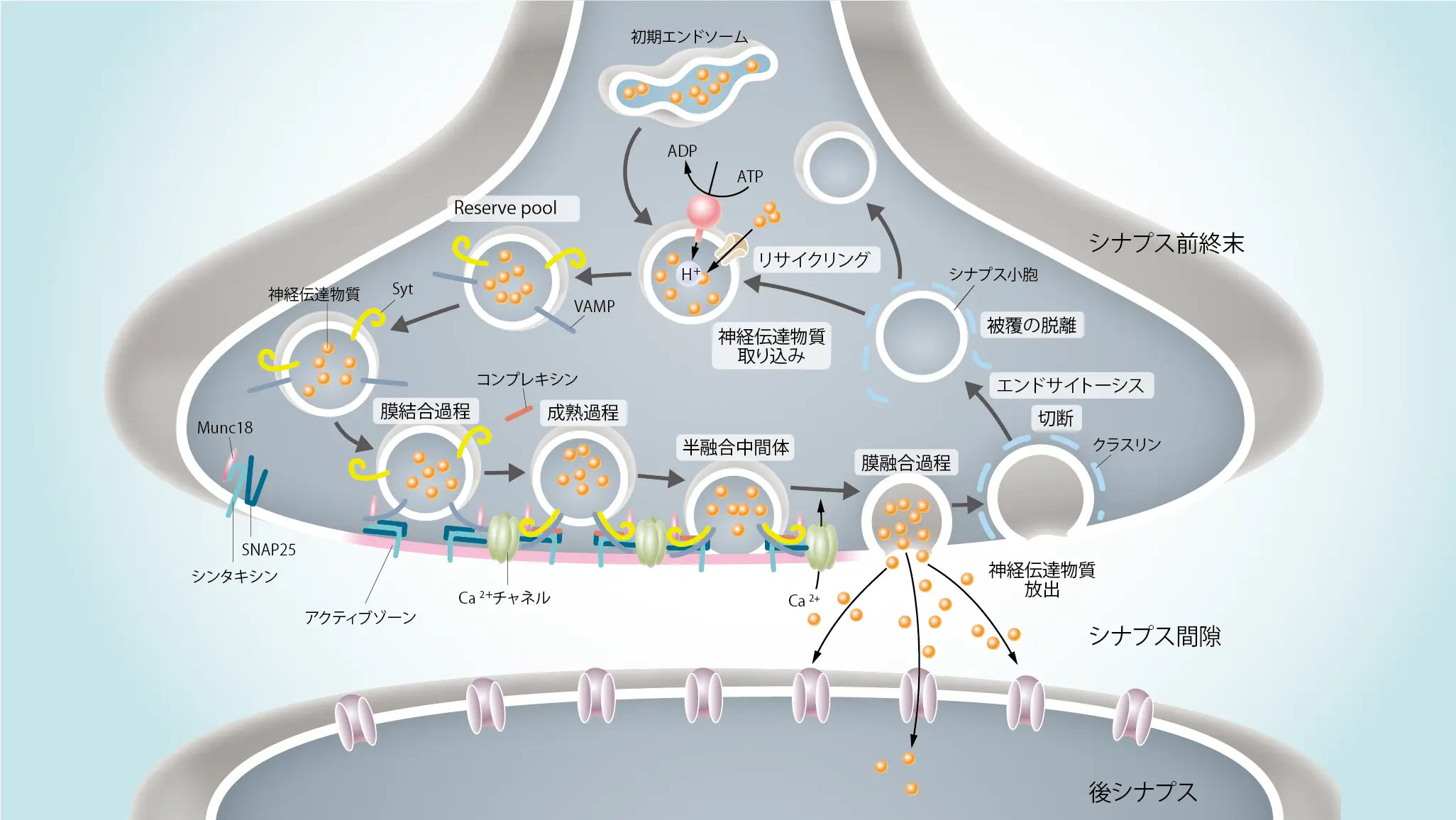 神経伝達物質放出とシナプス小胞リサイクルのメカニズム