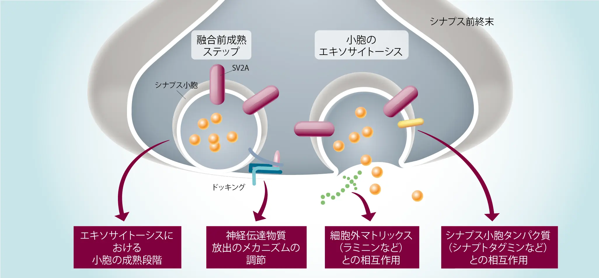 SV2Aの主な役割