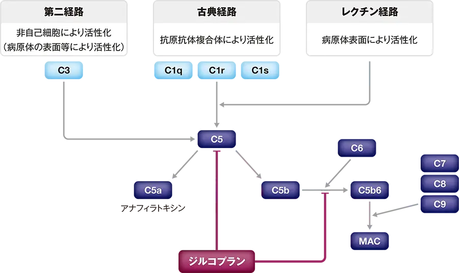 補体活性化経路とジルコプランの作用点